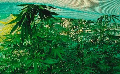 Ловушки для защиты конопли Ловушки для защиты конопли