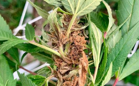 Гниение шишек конопли Гниение шишек конопли