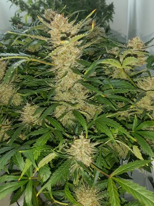 20230416_204351.jpg 20230416_204351.jpg