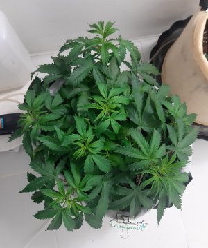 20230417_174212.jpg 20230417_174212.jpg