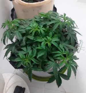 20230417_174128.jpg 20230417_174128.jpg