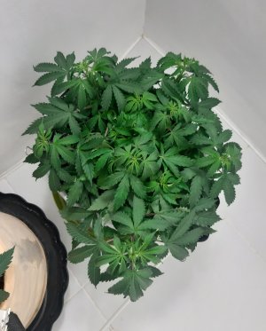 20230417_193806.jpg 20230417_193806.jpg