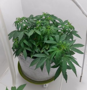 20230417_205147.jpg 20230417_205147.jpg