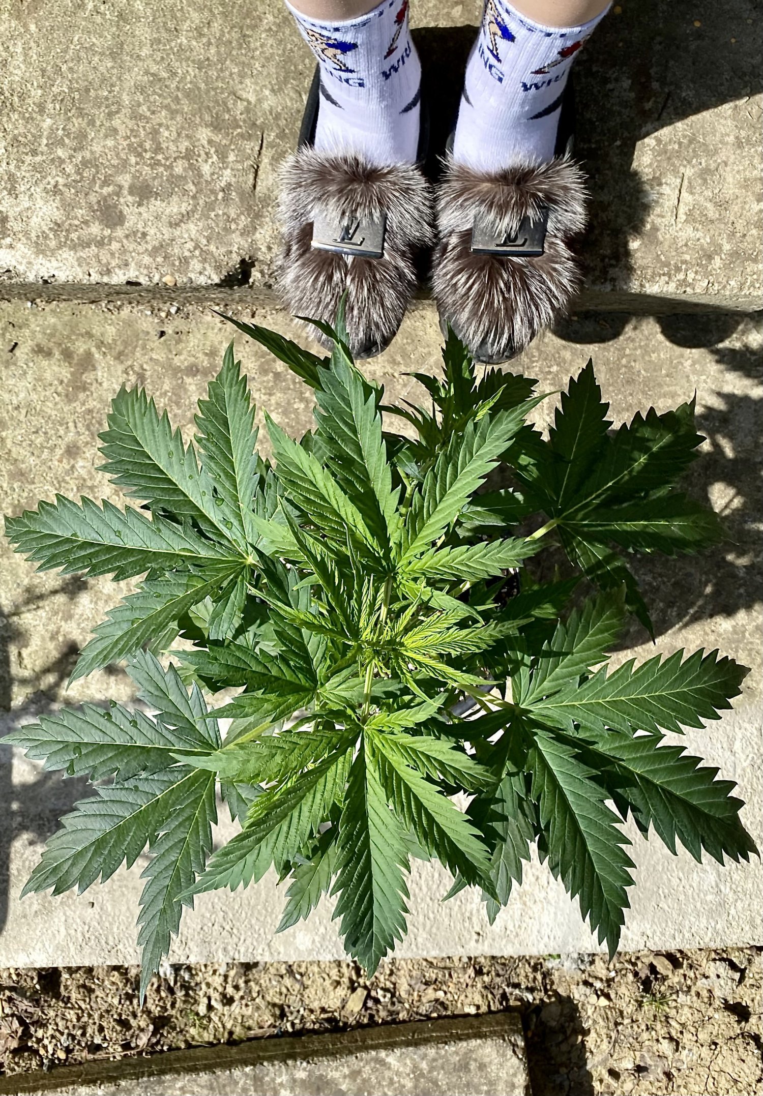 IMG_7925.jpeg IMG_7925.jpeg