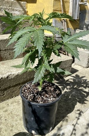 IMG_7926.jpeg IMG_7926.jpeg