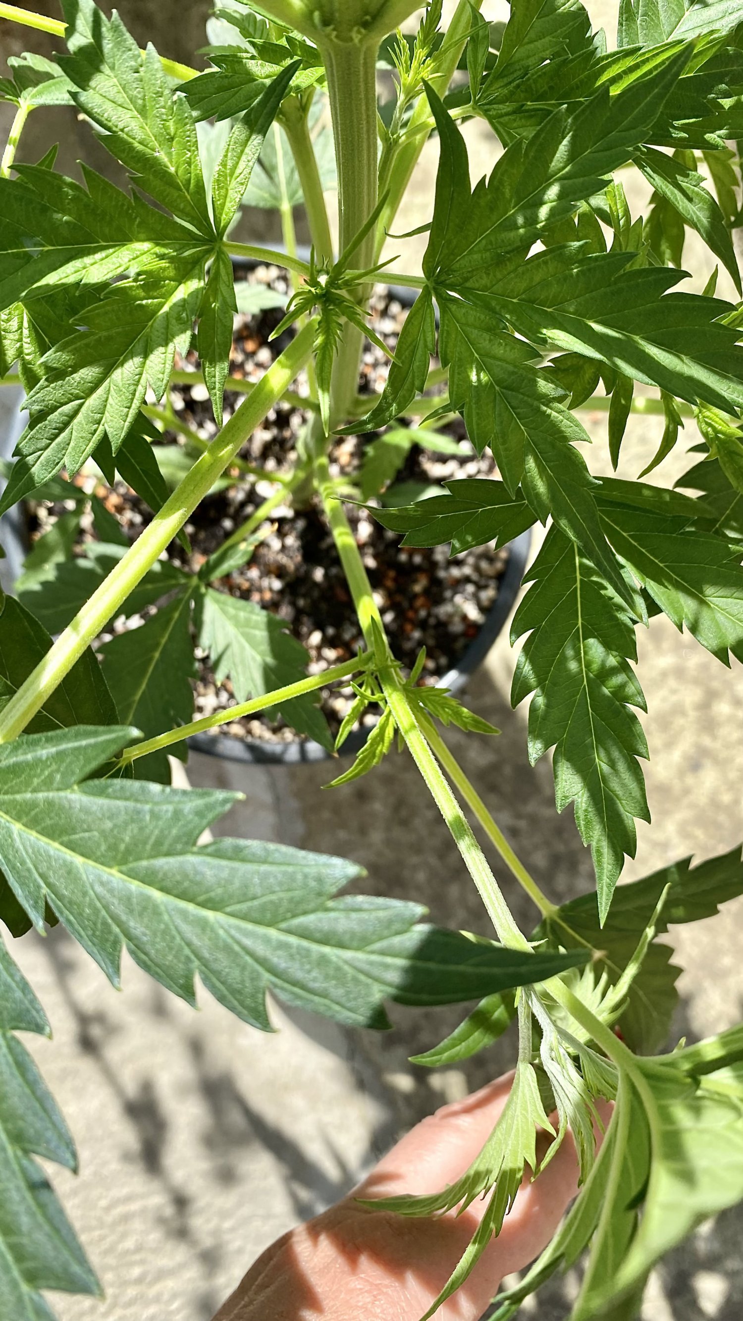 IMG_7928.jpeg IMG_7928.jpeg