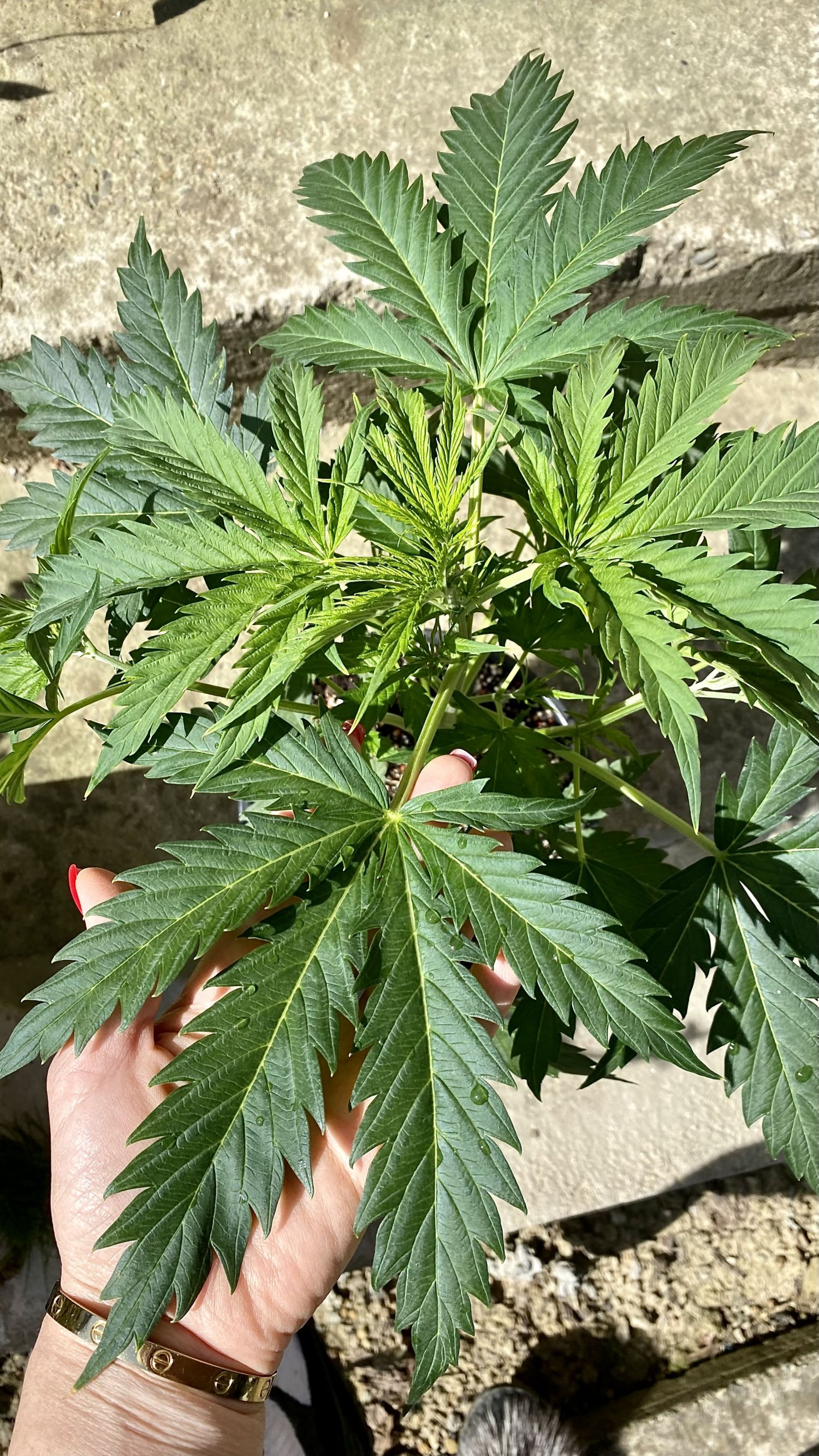 IMG_7929.jpeg IMG_7929.jpeg