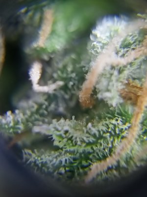 IMG20230418142730.jpg IMG20230418142730.jpg