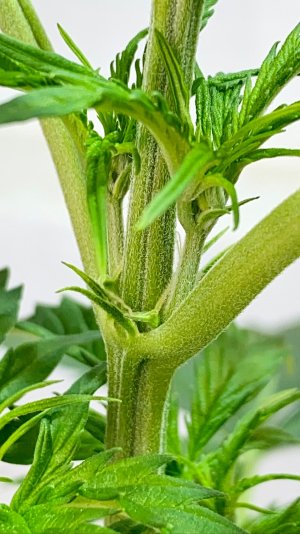 842B2FFE-C3EE-4E37-8328-9F0F56A87A81.jpeg 842B2FFE-C3EE-4E37-8328-9F0F56A87A81.jpeg