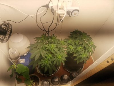 IMG_20230421_062739.jpg IMG_20230421_062739.jpg