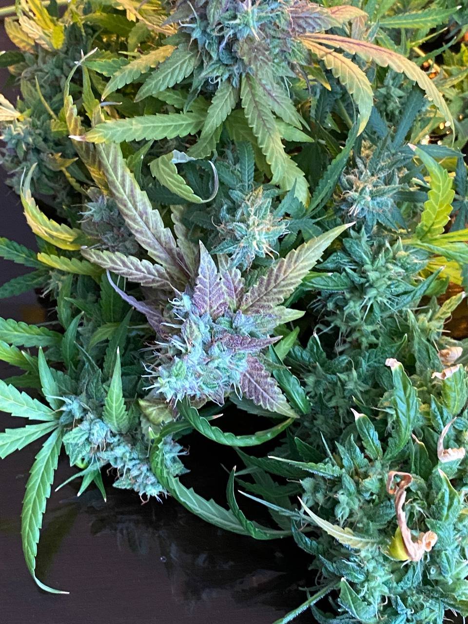 photo1682172184 (1).jpeg