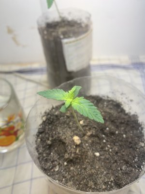 4E773788-B0D4-4AA6-AC39-DCA8F4955FA4.jpeg 4E773788-B0D4-4AA6-AC39-DCA8F4955FA4.jpeg