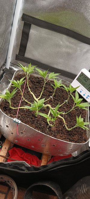 IMG_20230422_205110.jpg IMG_20230422_205110.jpg