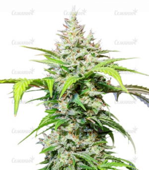 1682193080700.png 1682193080700.png