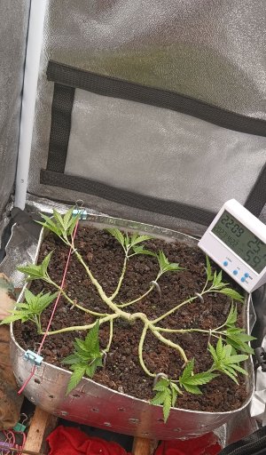 IMG_20230422_211010.jpg IMG_20230422_211010.jpg