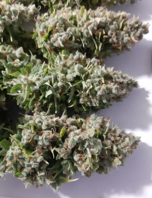 20230423_221818.jpg 20230423_221818.jpg