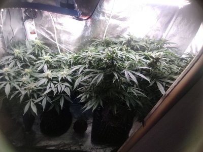 IMG_20230425_185349_010.jpg IMG_20230425_185349_010.jpg