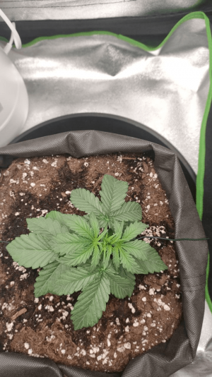 1682436257353.png 1682436257353.png