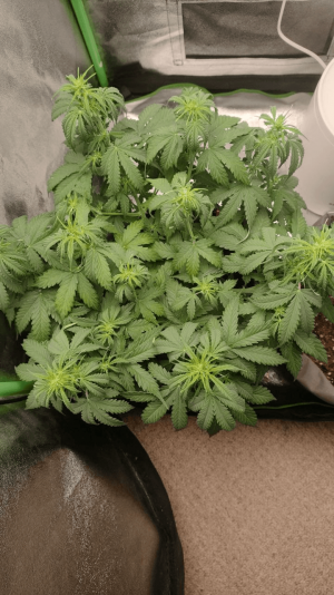 1682437244142.png 1682437244142.png