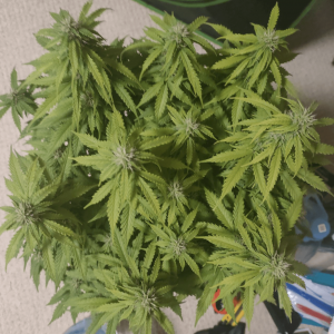 1682437806586.png 1682437806586.png