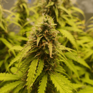 1682438321406.png 1682438321406.png