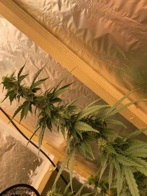 Bx1JVeGWk94.jpg Bx1JVeGWk94.jpg