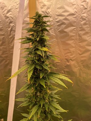 JBC0Cy-0eLg.jpg JBC0Cy-0eLg.jpg