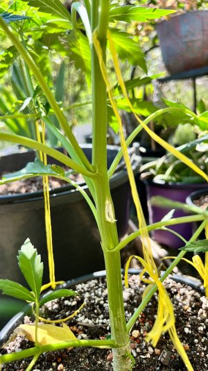 DFDAB3E2-A039-450F-BAFE-3FA3AE9DE75E.jpeg DFDAB3E2-A039-450F-BAFE-3FA3AE9DE75E.jpeg