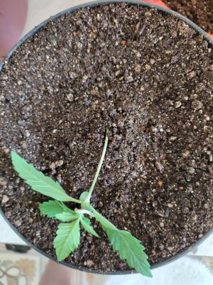 IMG_20230427_150603.jpg IMG_20230427_150603.jpg