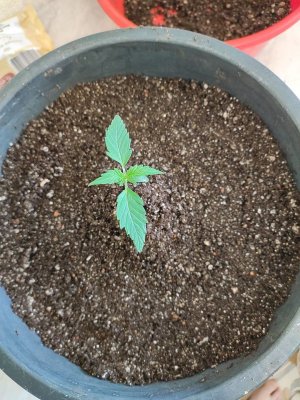 IMG_20230427_151359.jpg IMG_20230427_151359.jpg