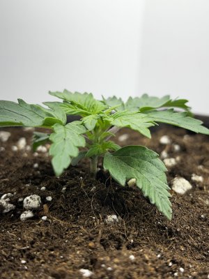 CAA88D01-9D38-4AD2-B5E7-C680846DDCC5.jpeg CAA88D01-9D38-4AD2-B5E7-C680846DDCC5.jpeg