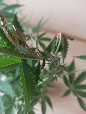 IMG_20230430_154429.jpg IMG_20230430_154429.jpg