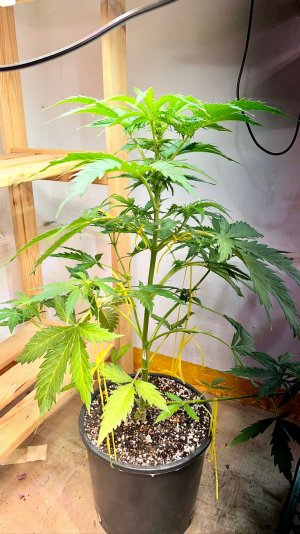 8A328D2F-1C71-47D2-96DC-1F57682885D6.jpeg 8A328D2F-1C71-47D2-96DC-1F57682885D6.jpeg