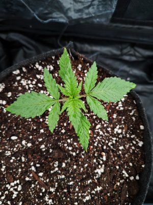 IMG_20230504_180937.jpg IMG_20230504_180937.jpg