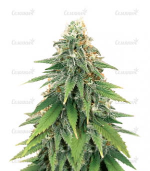 1683220896132.png 1683220896132.png