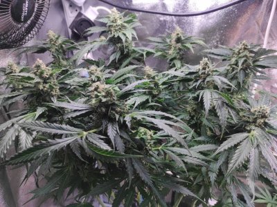 IMG_20230505_122226_740.jpg IMG_20230505_122226_740.jpg