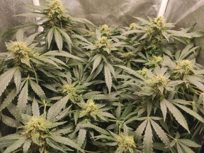 IMG_20230505_122828_114.jpg IMG_20230505_122828_114.jpg