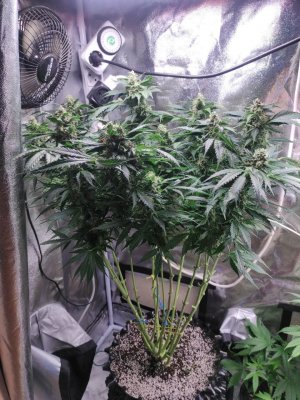 IMG_20230505_122222_925.jpg IMG_20230505_122222_925.jpg