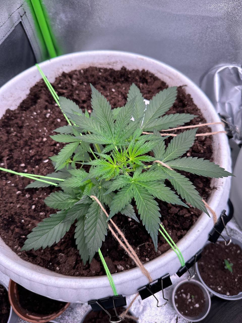 B2F82F4B-00B5-48BC-A87F-91501FD404CC.jpeg B2F82F4B-00B5-48BC-A87F-91501FD404CC.jpeg