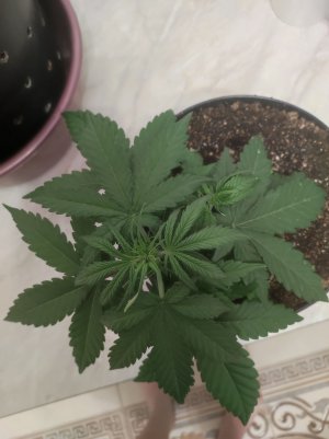 IMG_20230509_205225.jpg IMG_20230509_205225.jpg