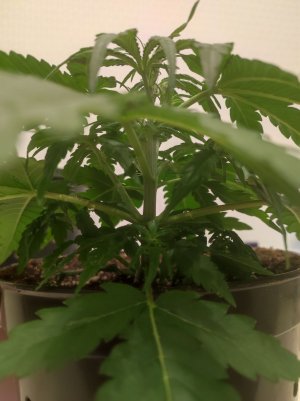 IMG_20230509_205258.jpg IMG_20230509_205258.jpg