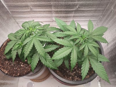 IMG_20230509_205415.jpg IMG_20230509_205415.jpg