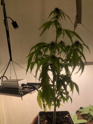 A3D863F0-ED69-4EF3-8906-76AB66A2F8DC.jpeg A3D863F0-ED69-4EF3-8906-76AB66A2F8DC.jpeg