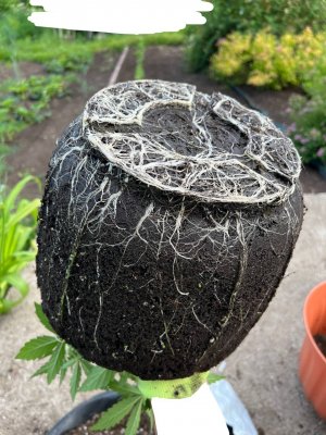 94CDE69D-F5B7-4331-8ED2-99F6369BFBF0.jpeg 94CDE69D-F5B7-4331-8ED2-99F6369BFBF0.jpeg