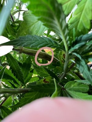 560FBE14-E235-4A73-98E6-8F2F6FFB0930.jpeg 560FBE14-E235-4A73-98E6-8F2F6FFB0930.jpeg