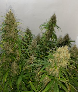 20230513_101813.jpg 20230513_101813.jpg