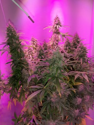 20230513_104219.jpg 20230513_104219.jpg