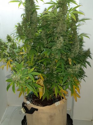 20230513_110200.jpg 20230513_110200.jpg