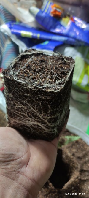 IMG_20230513_113417.jpg IMG_20230513_113417.jpg