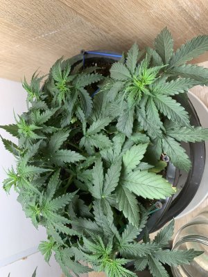 IMG_0986.jpeg IMG_0986.jpeg